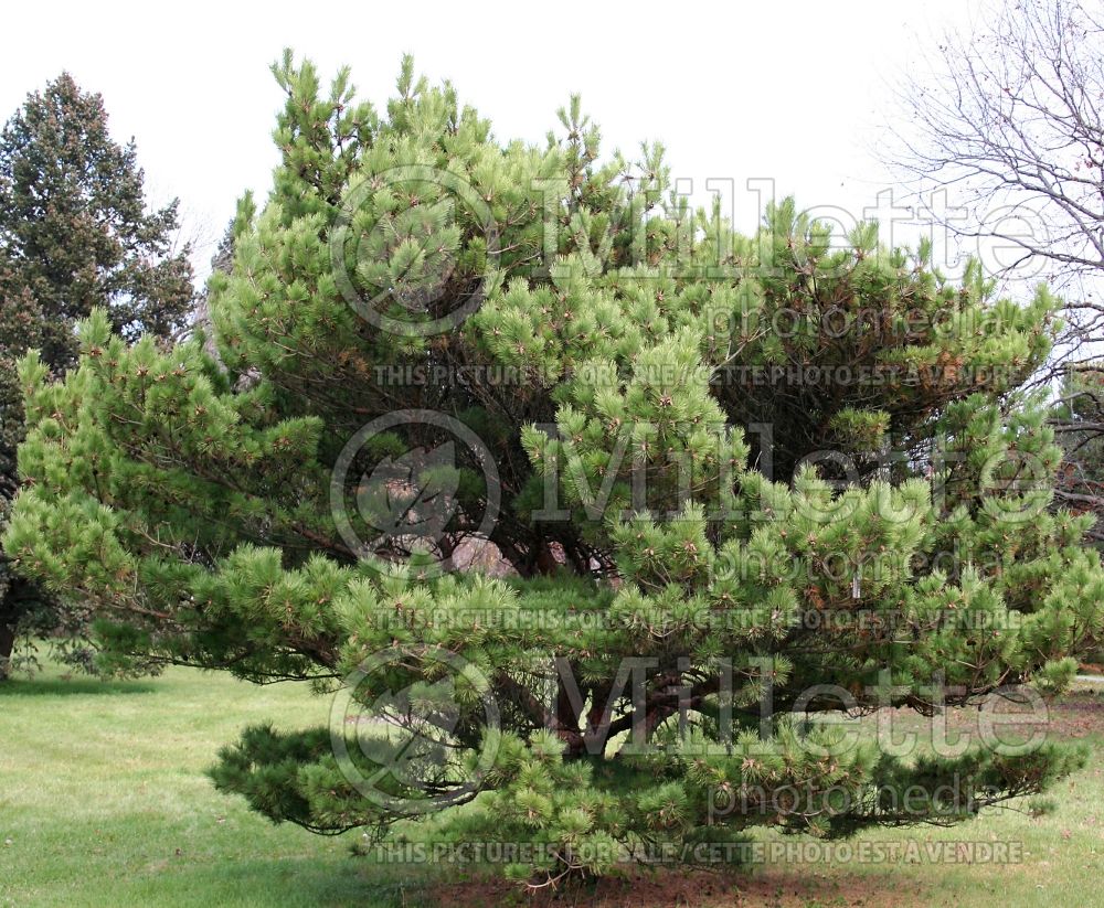 Pinus Globosa (Pine conifer) 2