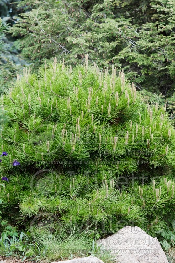 Pinus Low Glow (Pine conifer) 1