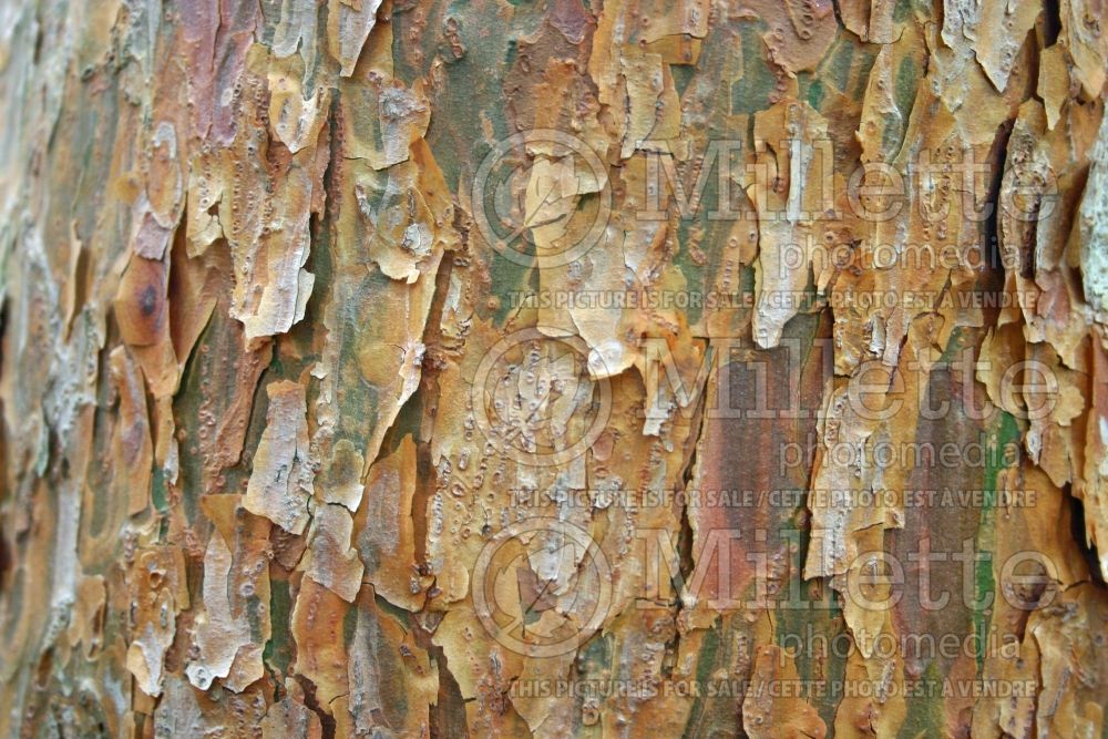 Pinus Umbraculifera aka Tanyosho (Pine conifer) 3