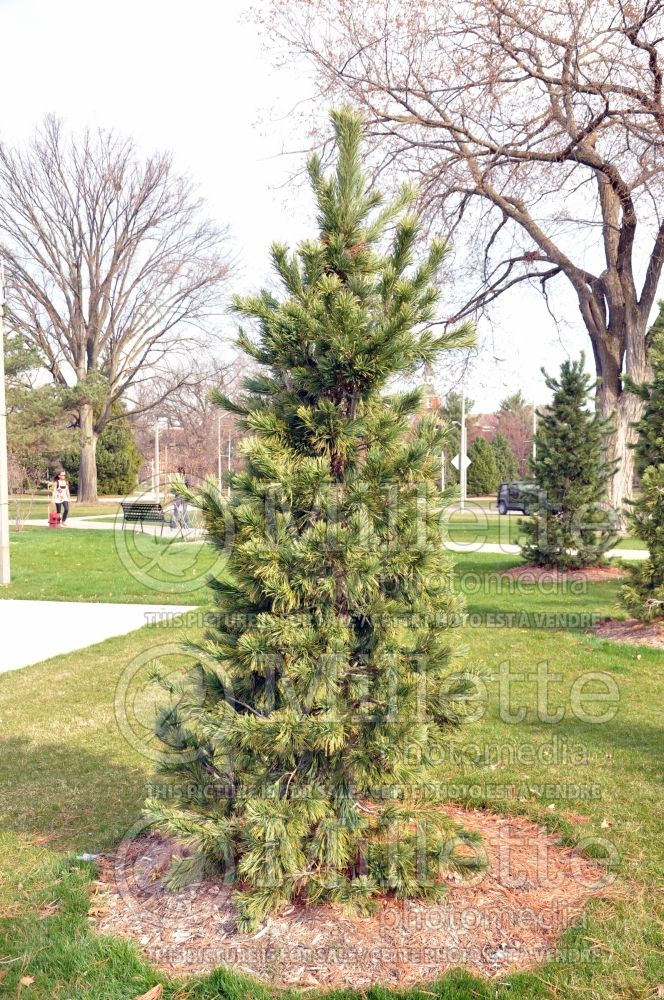 Pinus flexilis (Limber pine conifer) 1 