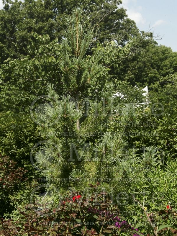 Pinus Vanderwolf's Pyramid (Limber Pine conifer) 2 