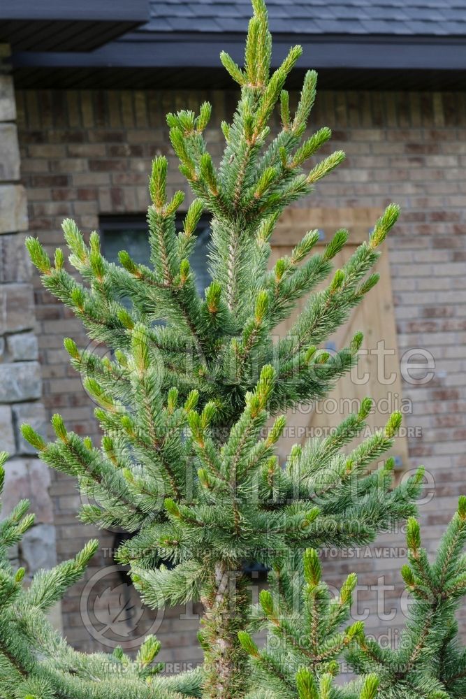 Pinus longaeva (Pine conifer) 2
