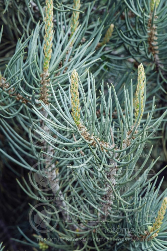 Pinus monophylla (Pine conifer) 1