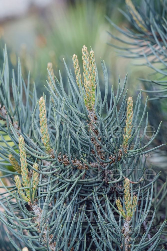 Pinus monophylla (Pine conifer) 2