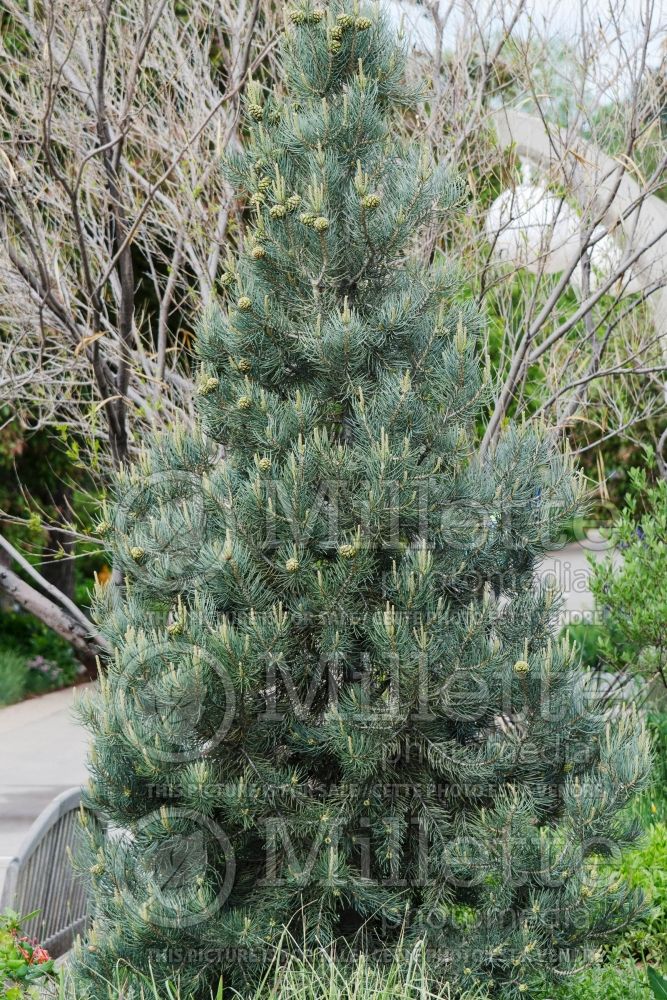 Pinus monophylla (Pine conifer) 3