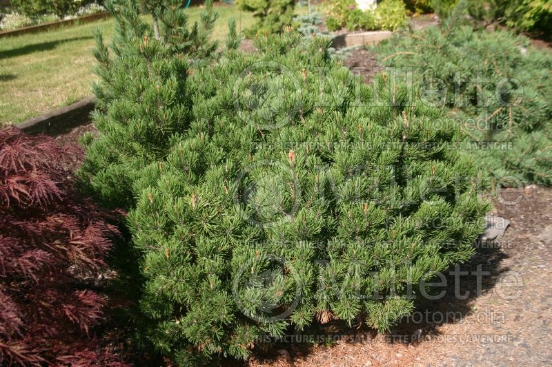 Pinus mugo (Pine conifer) 2