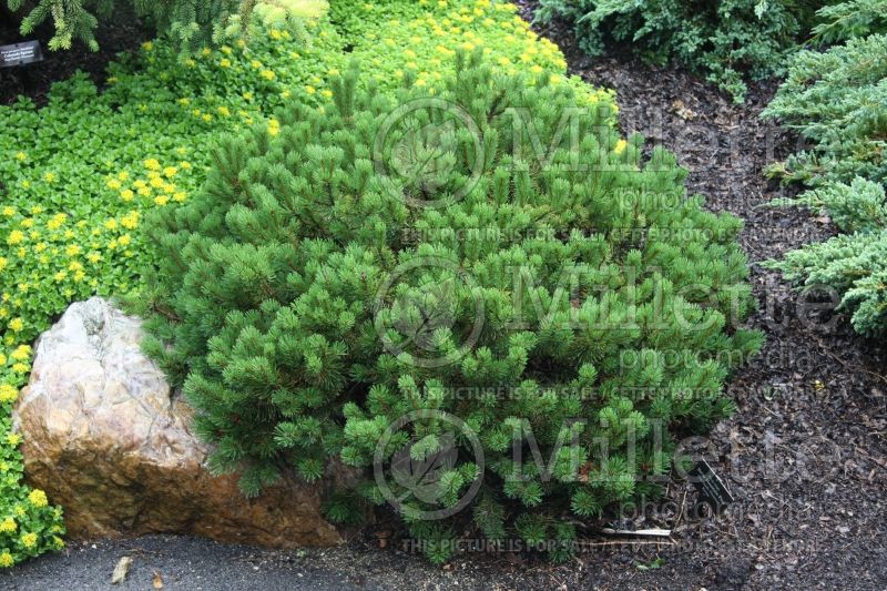 Pinus mugo (Pine conifer) 3