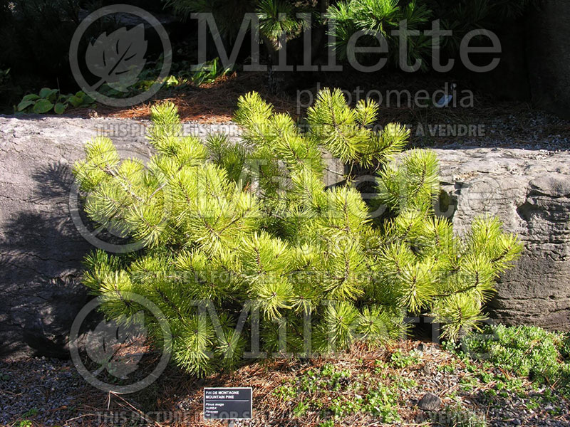 Pinus Aurea (Pine conifer) 2
