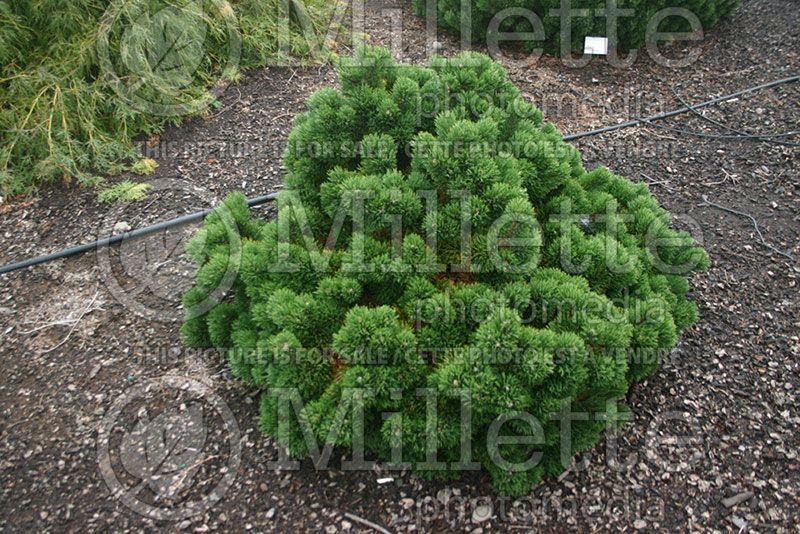 Pinus Jakobsen (Pine conifer)   2