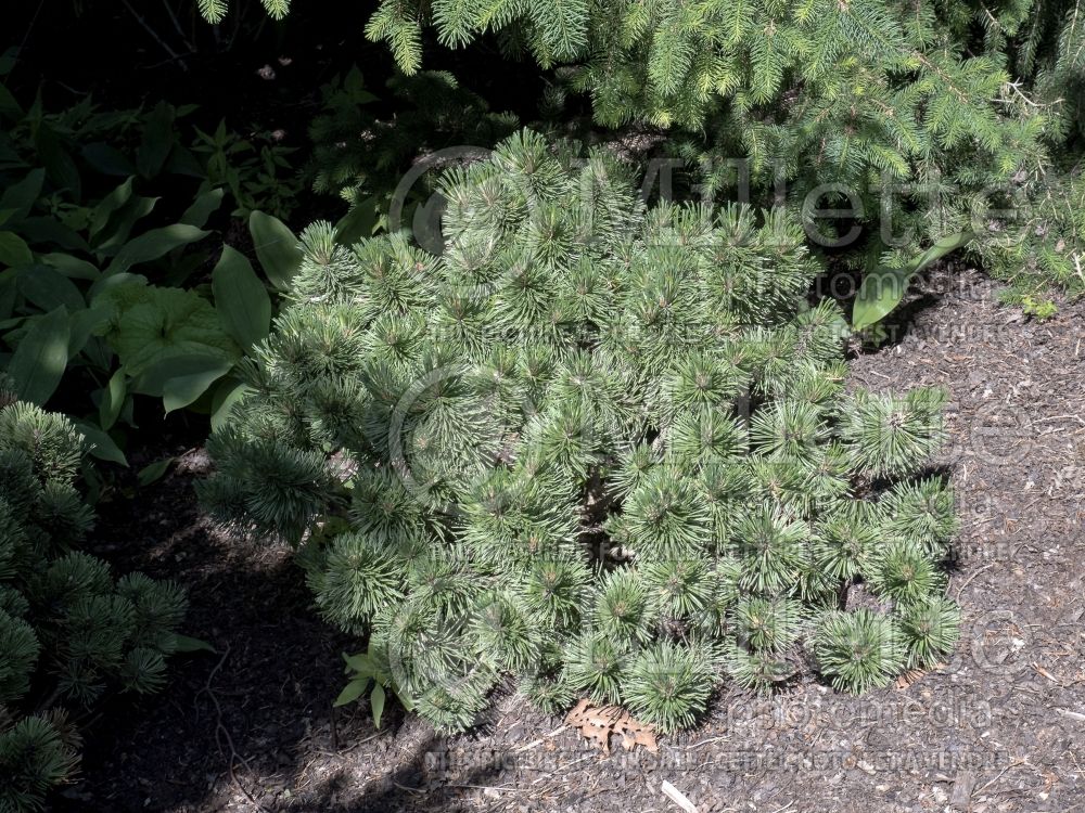 Pinus Jakobsen (Pine conifer) 5  