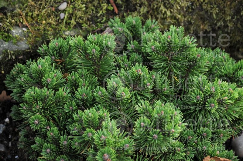 Pinus Minikin (Pine conifer) 1