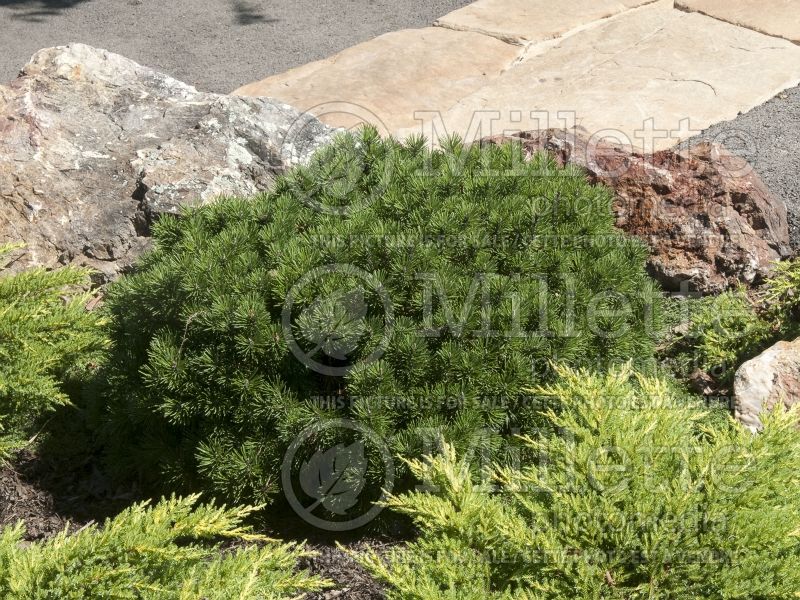 Pinus Mops (Pine conifer - pin) 5
