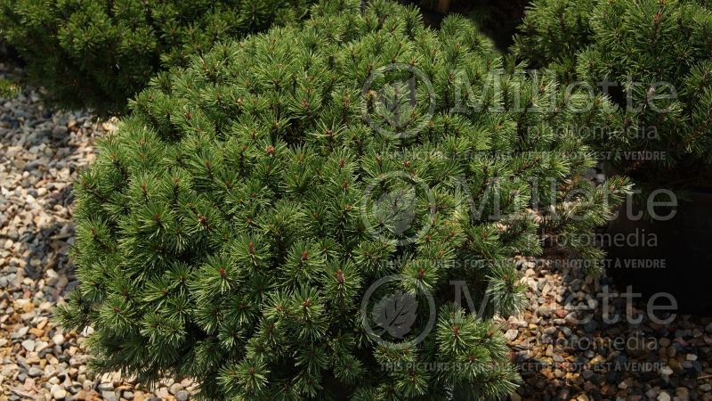 Pinus Mops (Pine conifer - pin) 10