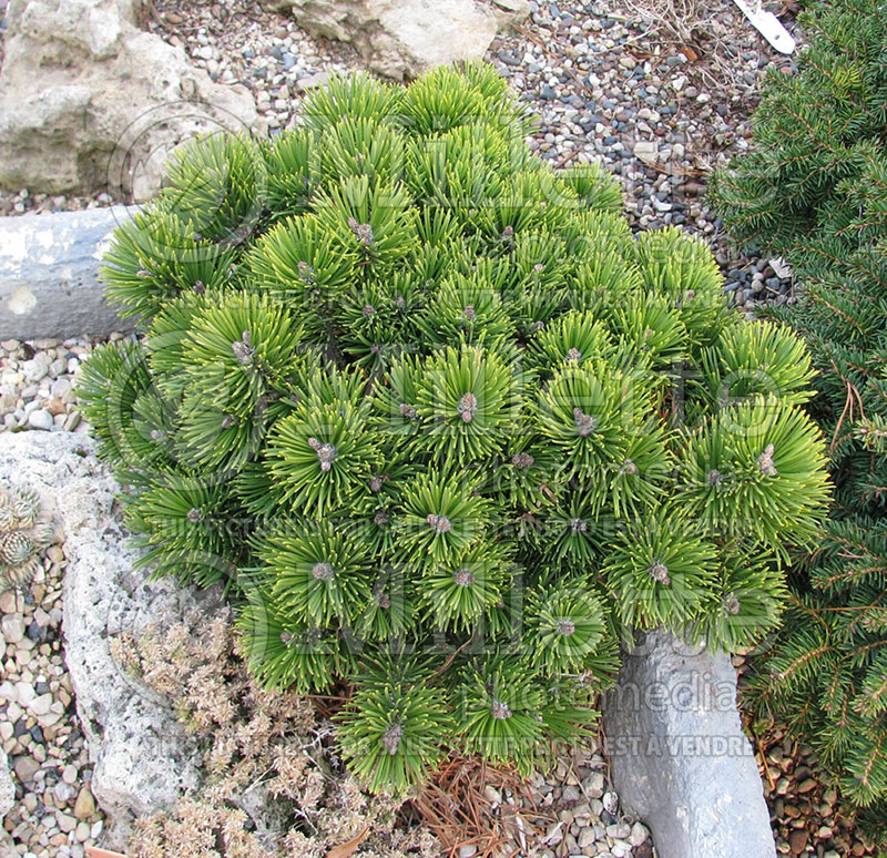 Pinus Sherwood Compact (Pine conifer)  1 