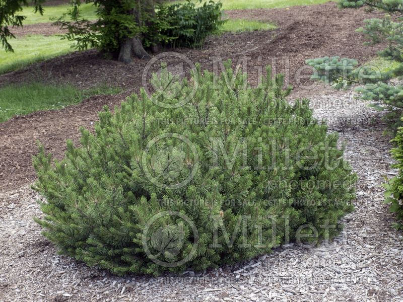 Pinus Slowmound (Pine conifer) 3