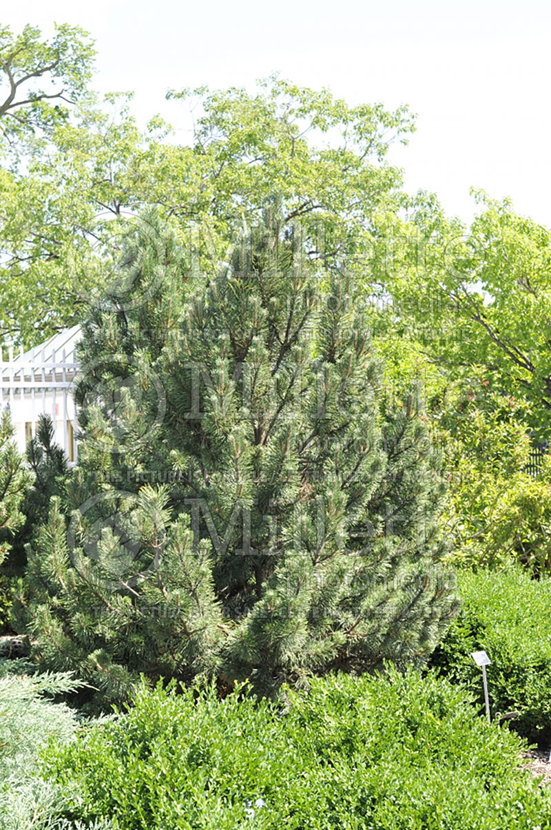 Pinus Tannenbaum (Pine conifer) 4