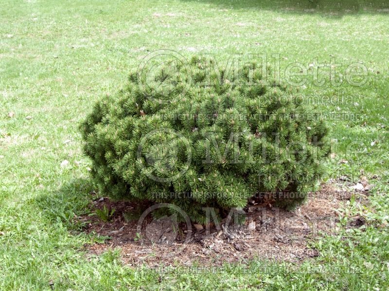 Pinus Teeny (Pine conifer) 5