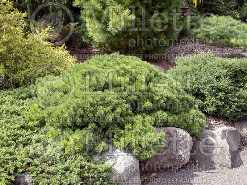 Pinus Valley Cushion (Pine conifer) 1