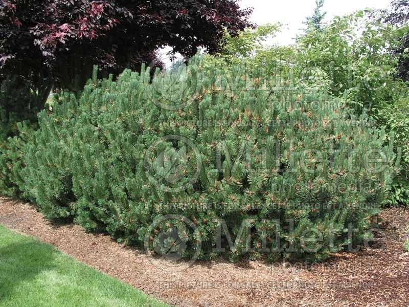 Pinus mugo var. pumilio (Pine conifer) 6