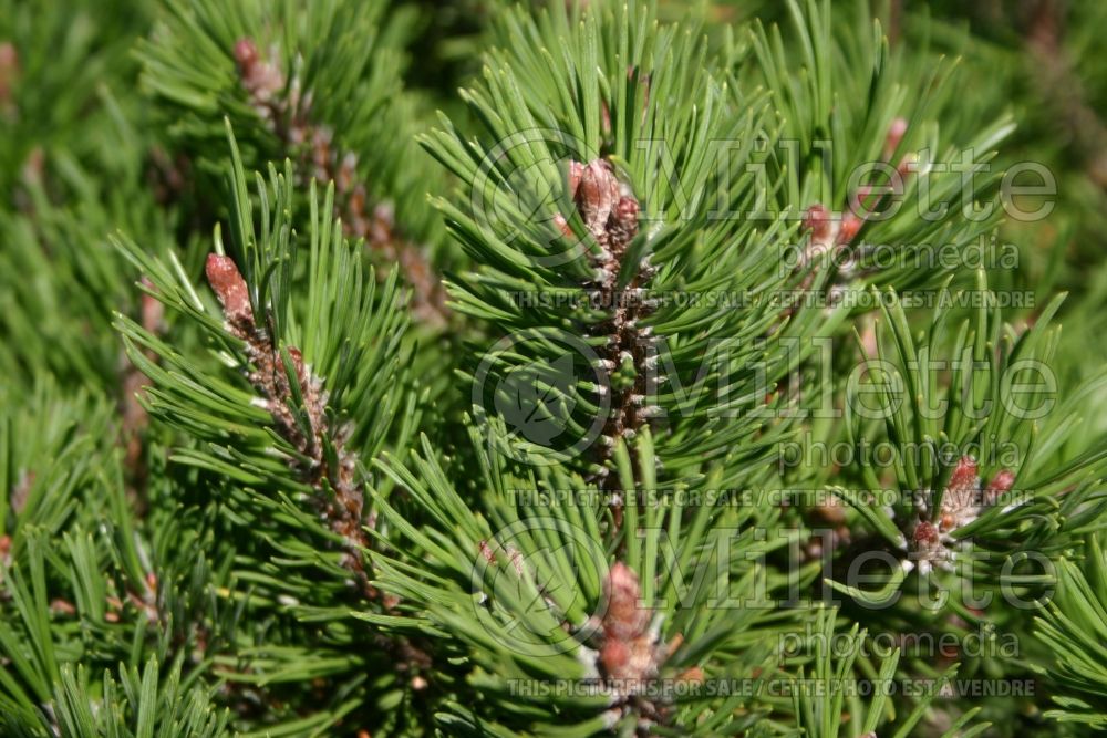 Pinus White Bud (Pine conifer) 4