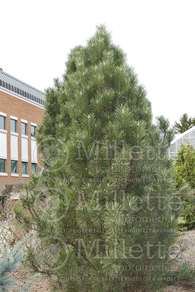 Pinus Arnold's Sentinel (Black Pine conifer) 8 