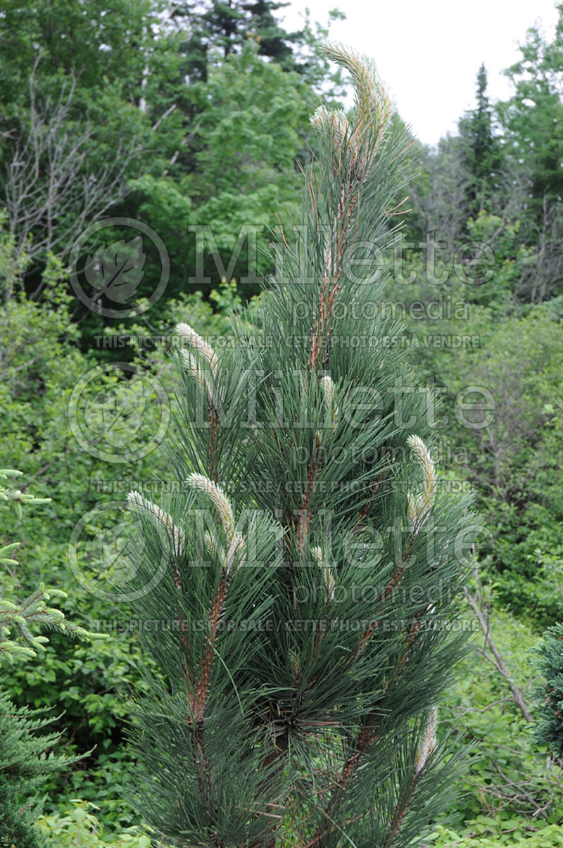 Pinus Arnold's Sentinel (Black Pine conifer) 3 