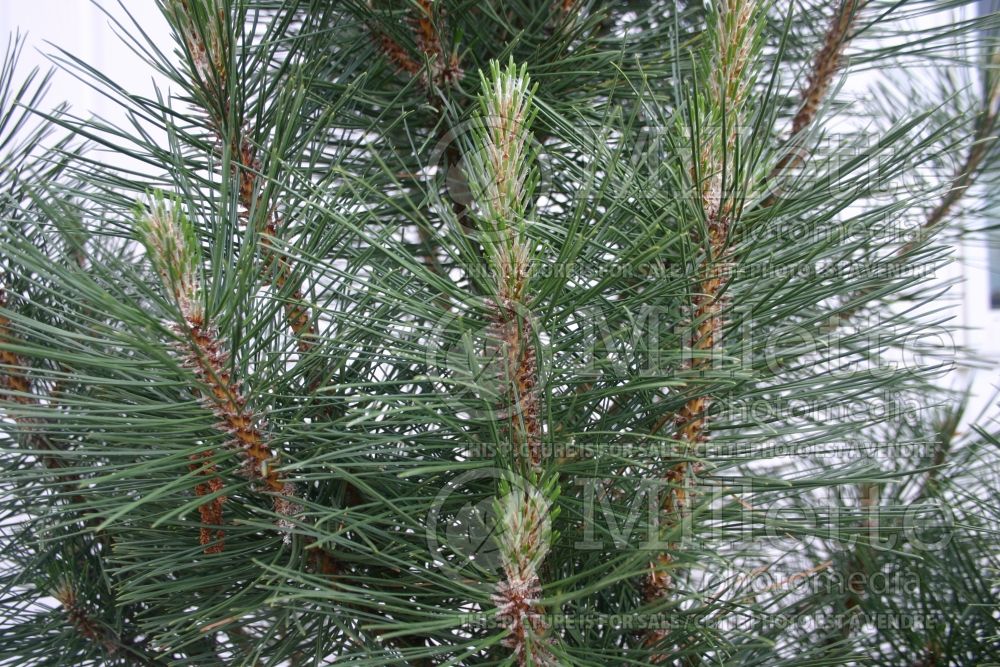 Pinus Arnold's Sentinel (Black Pine conifer) 17 
