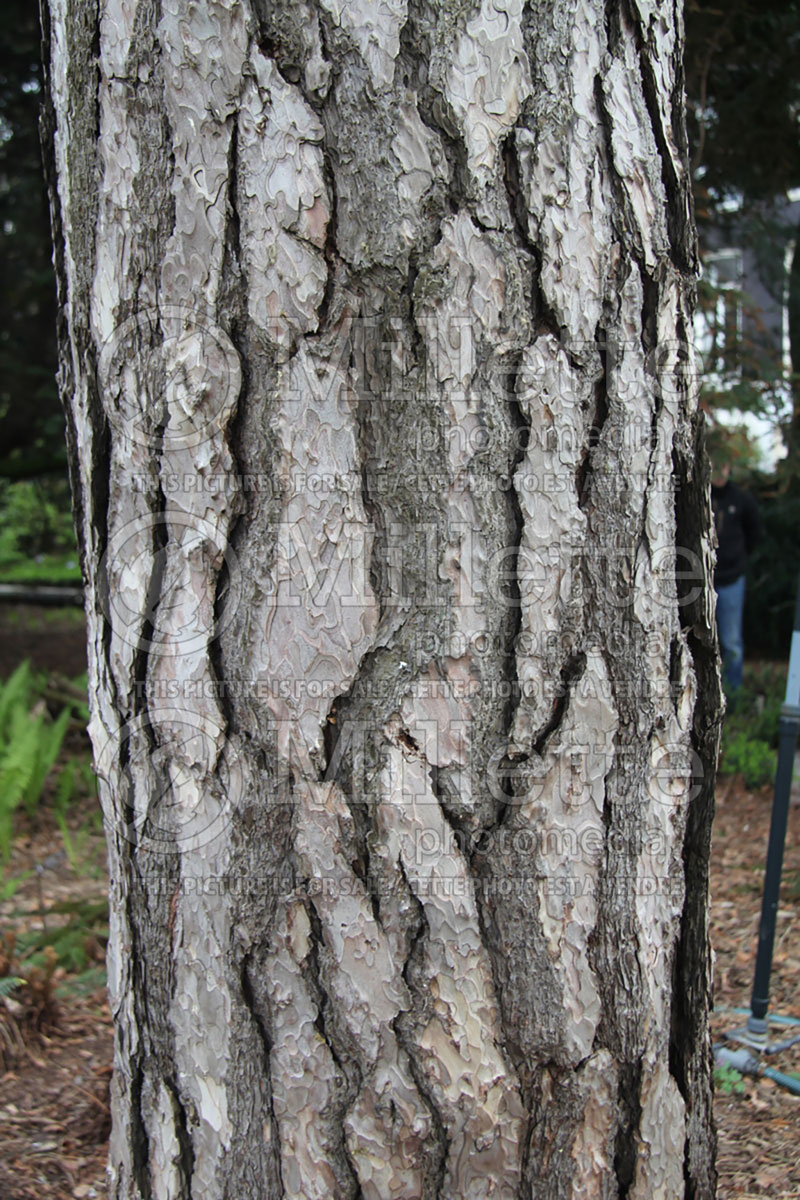 Pinus Arnold var. maritima - bark (Black Pine conifer) 1