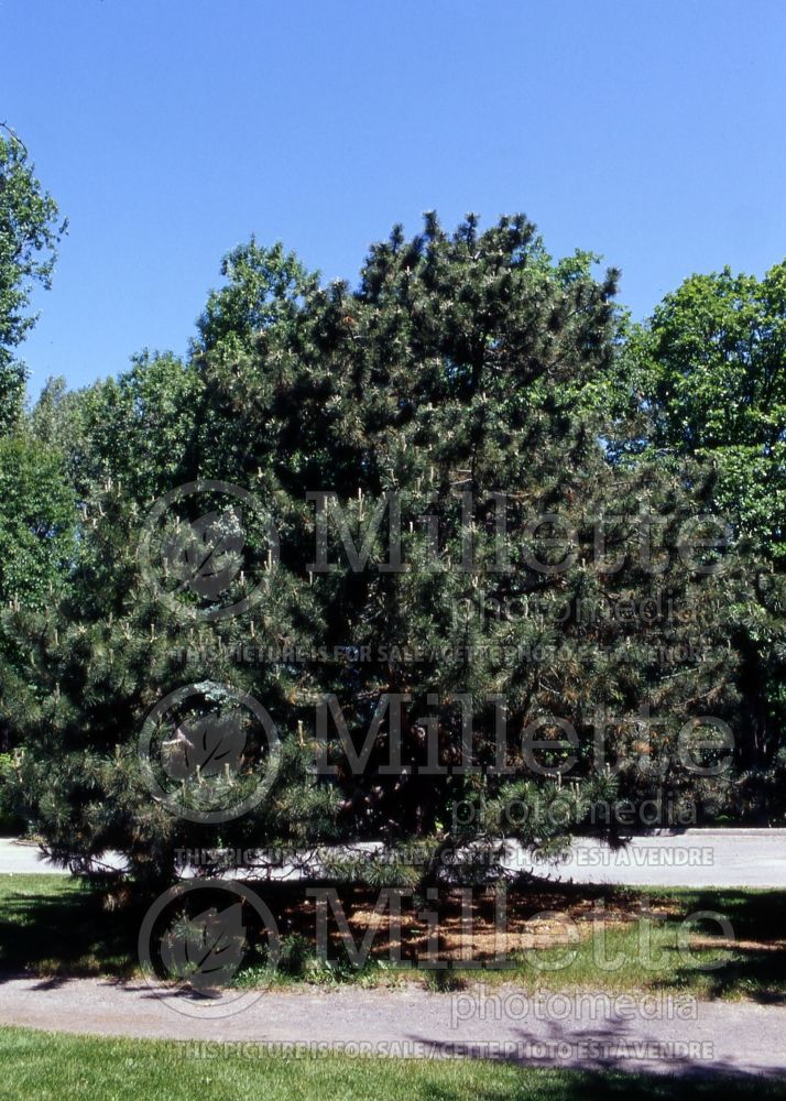 Pinus Austriaca (Pine conifer) 1