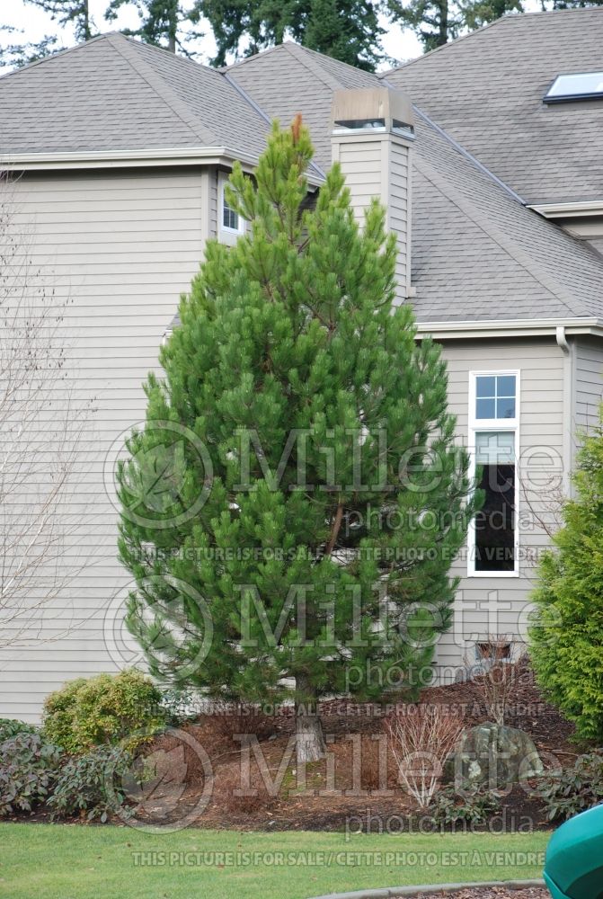 Pinus nigra (Pine conifer) 5