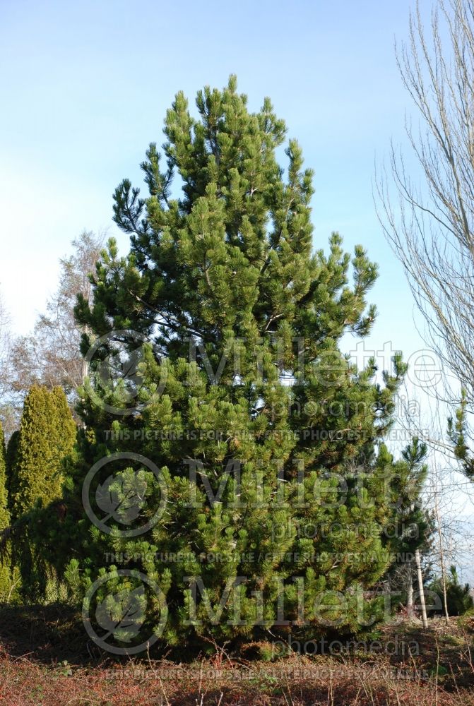 Pinus nigra (Pine conifer) 6