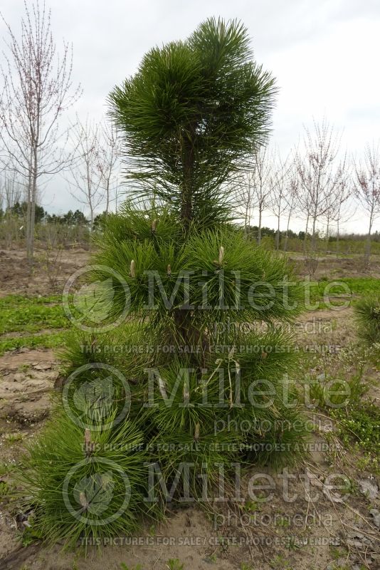Pinus nigra (Pine conifer) 1
