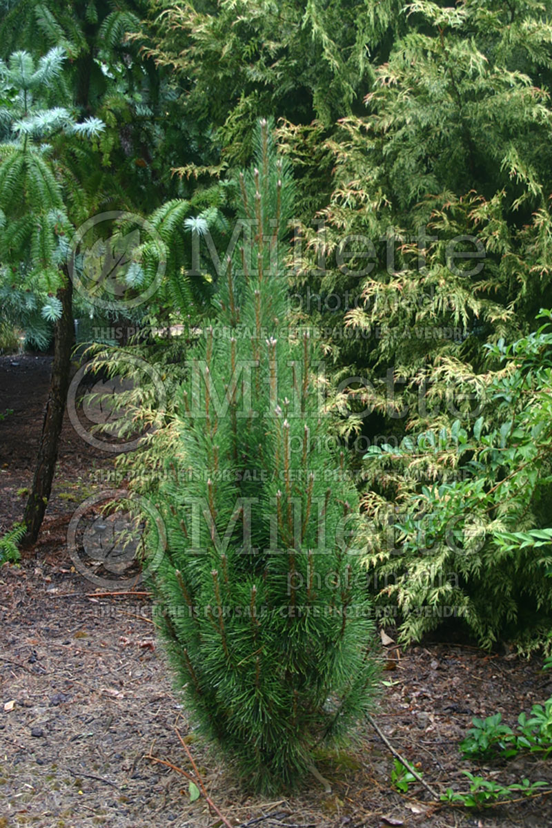 Pinus Frank (Pine conifer) 1