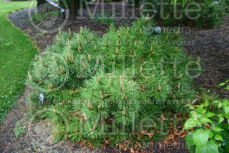 Pinus Hornibrookiana (Pine conifer) 1