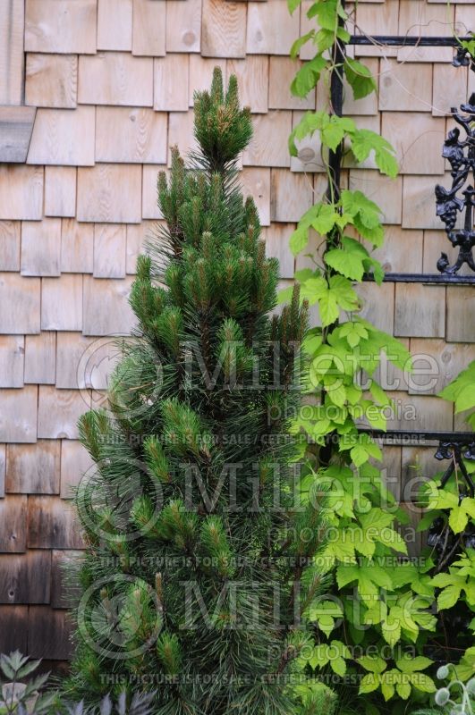 Pinus Komet (Pine conifer) 1