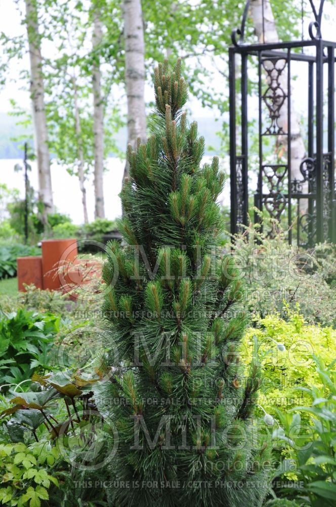 Pinus Komet (Pine conifer) 3