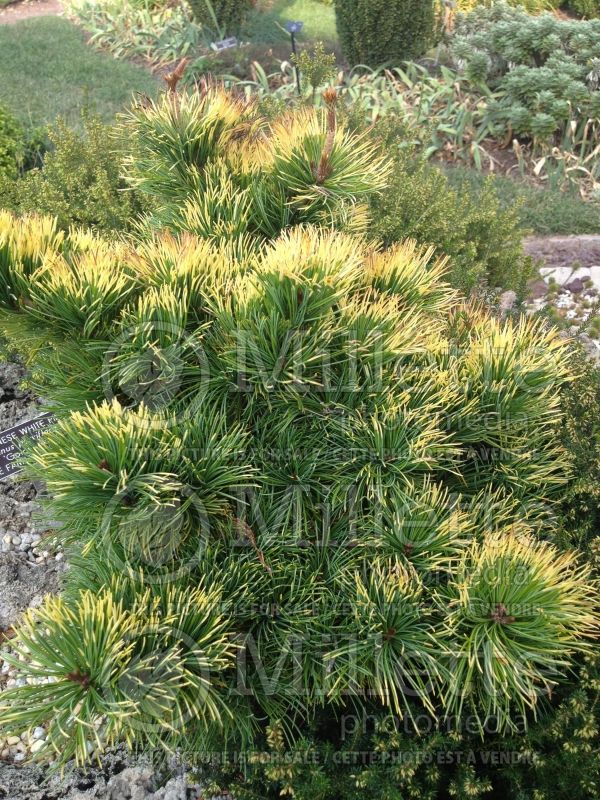 Pinus Goldilocks (Japanese White Pine conifer) 2 