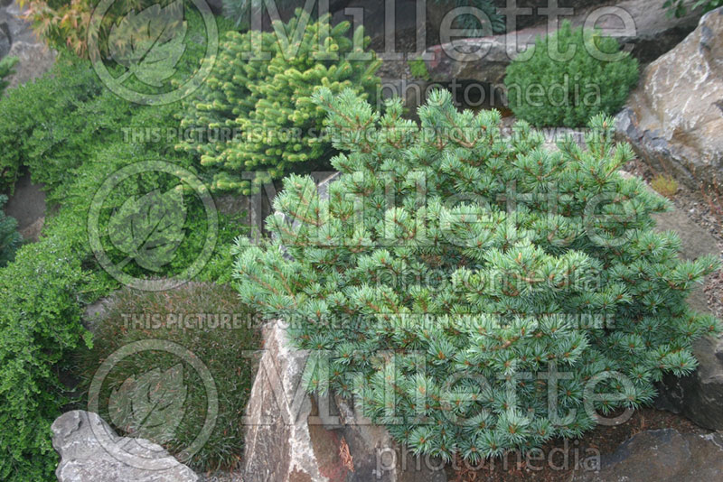 Pinus Hagoromo (Japanese White Pine conifer) 2 