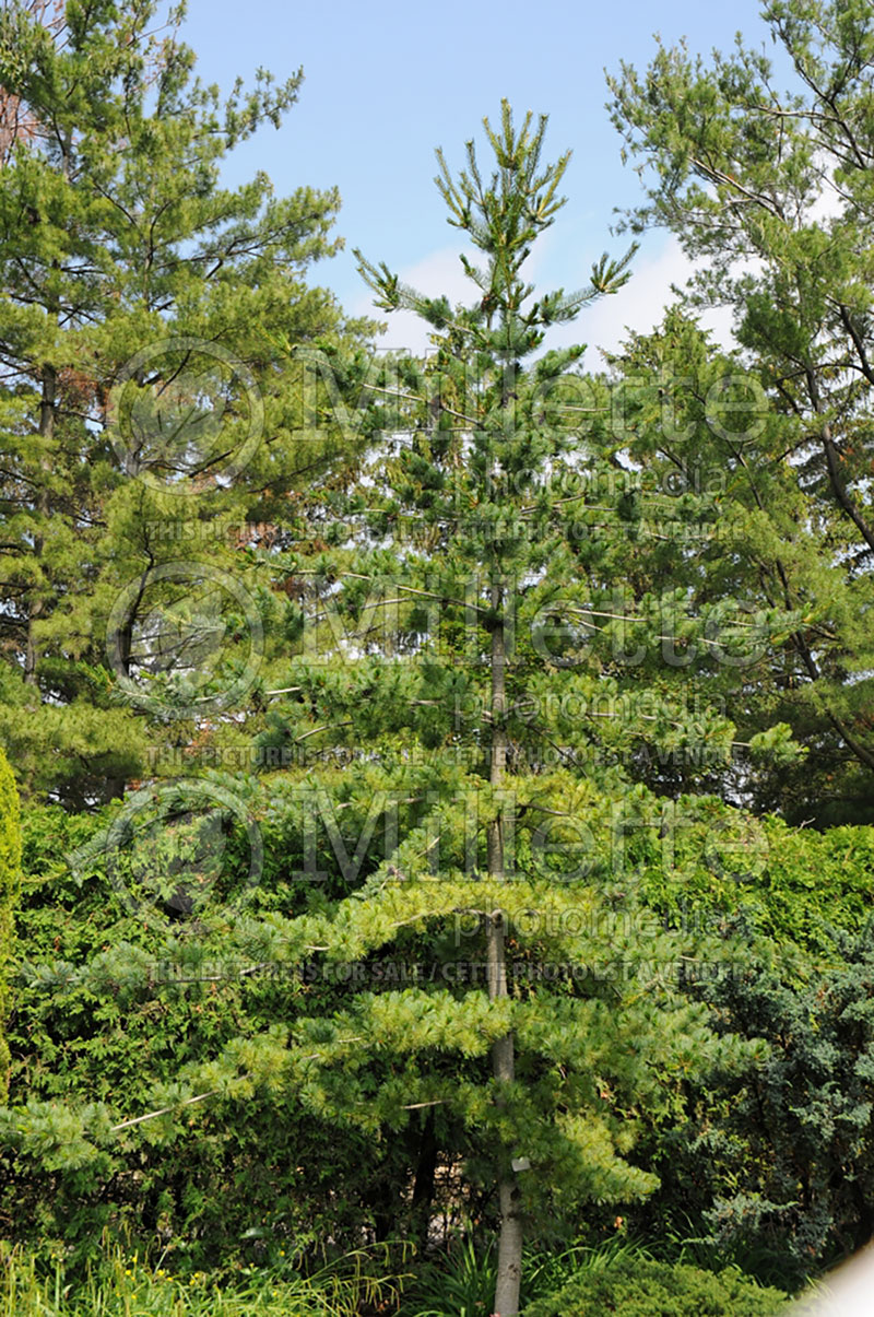 Pinus Tempelhof (Japanese White Pine conifer) 1 