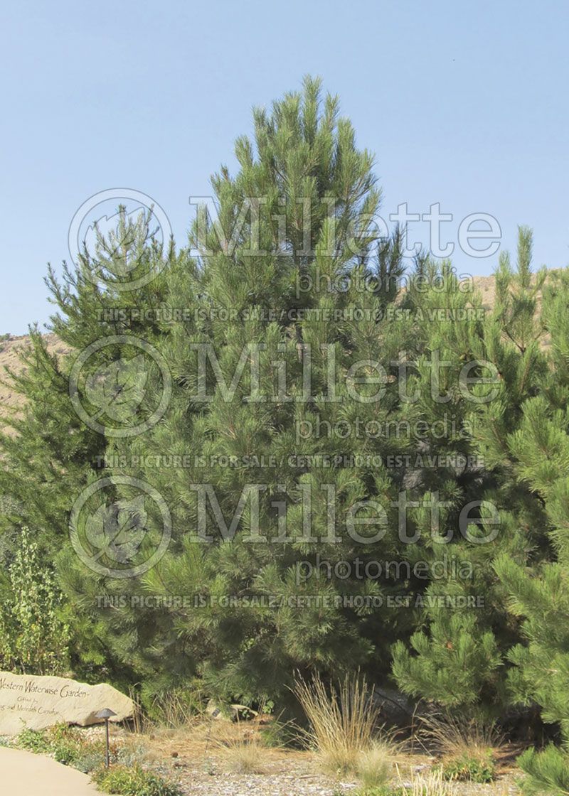 Pinus ponderosa (ponderosa pine conifer) 2 