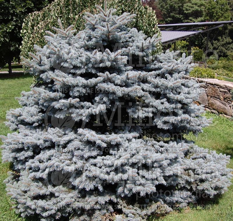 Pinus Hunnewelliana (Pine conifer) 1 