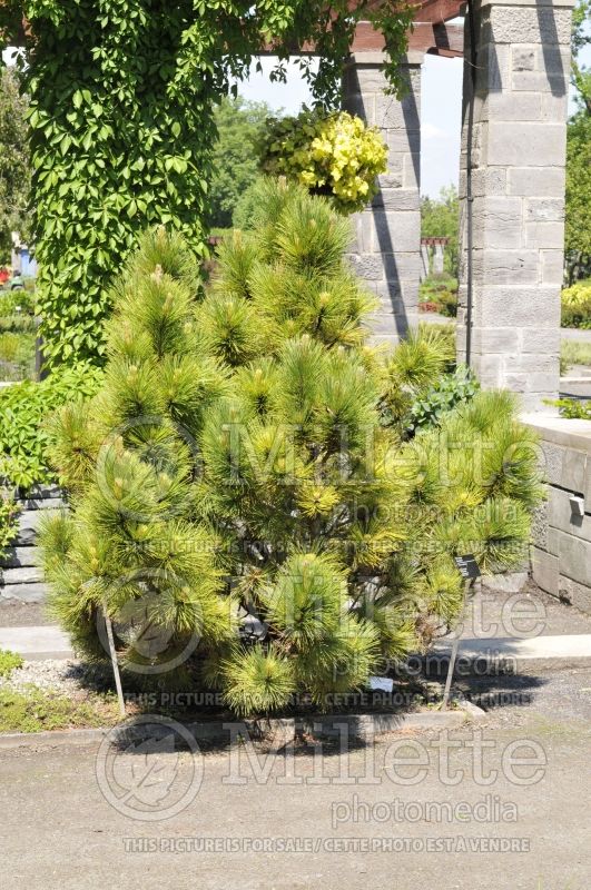 Pinus Don Smith (Pine conifer) 1
