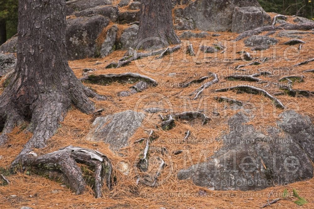 Pinus resinosa Pine tree needles and exposed roots and outcrops caused by soil érosion 1