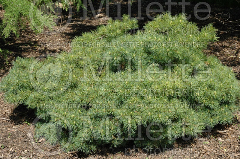 Pinus Blue Shag (White Pine conifer) 8 