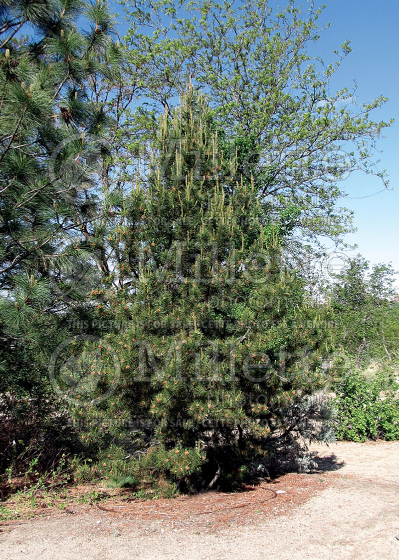 Pinus Contorta or Torulosa (White Pine conifer) 3 