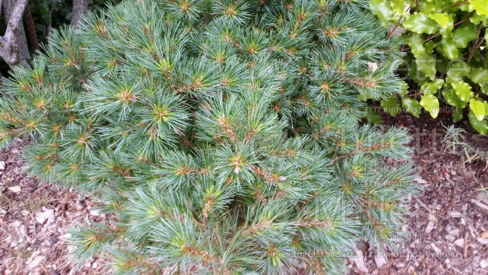 Pinus Elkins Dwarf (Pine conifer) 1  
