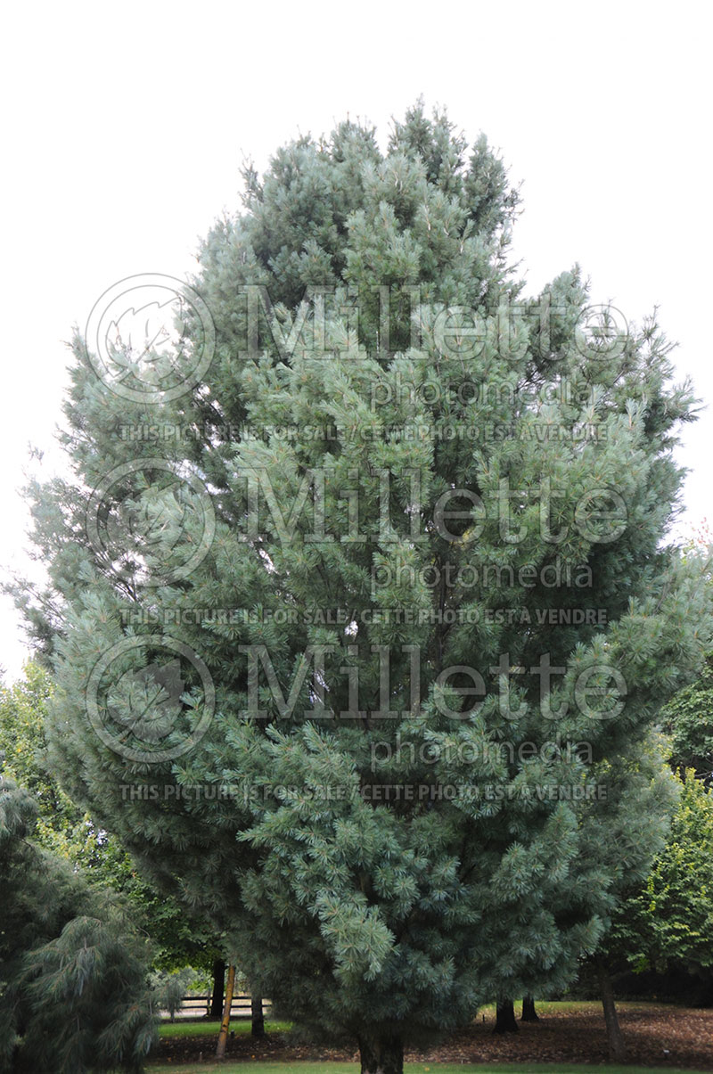 Pinus Fastigiata (Eastern White Pine conifer) 1