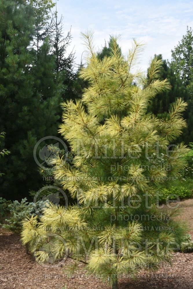Pinus Golden Candles (Pine conifer) 1