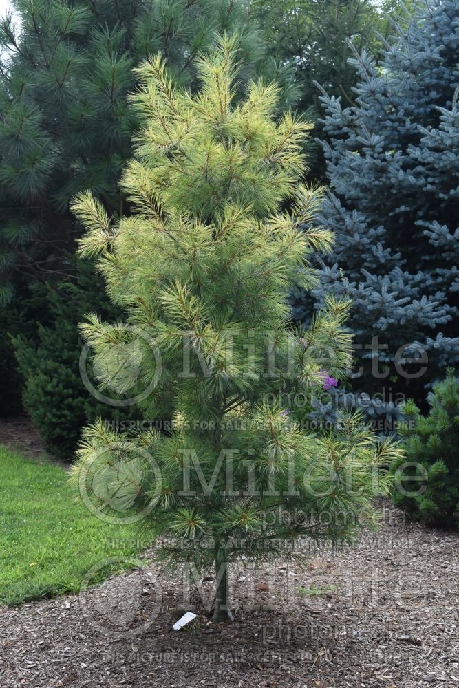 Pinus Golden Candles (Pine conifer) 2