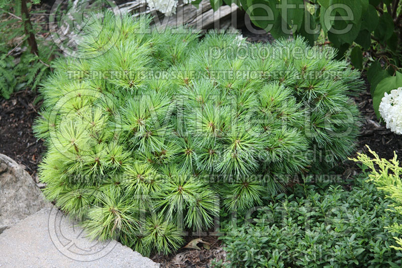 Pinus Horsford or Horsford Dwarf (White Pine conifer) 1 